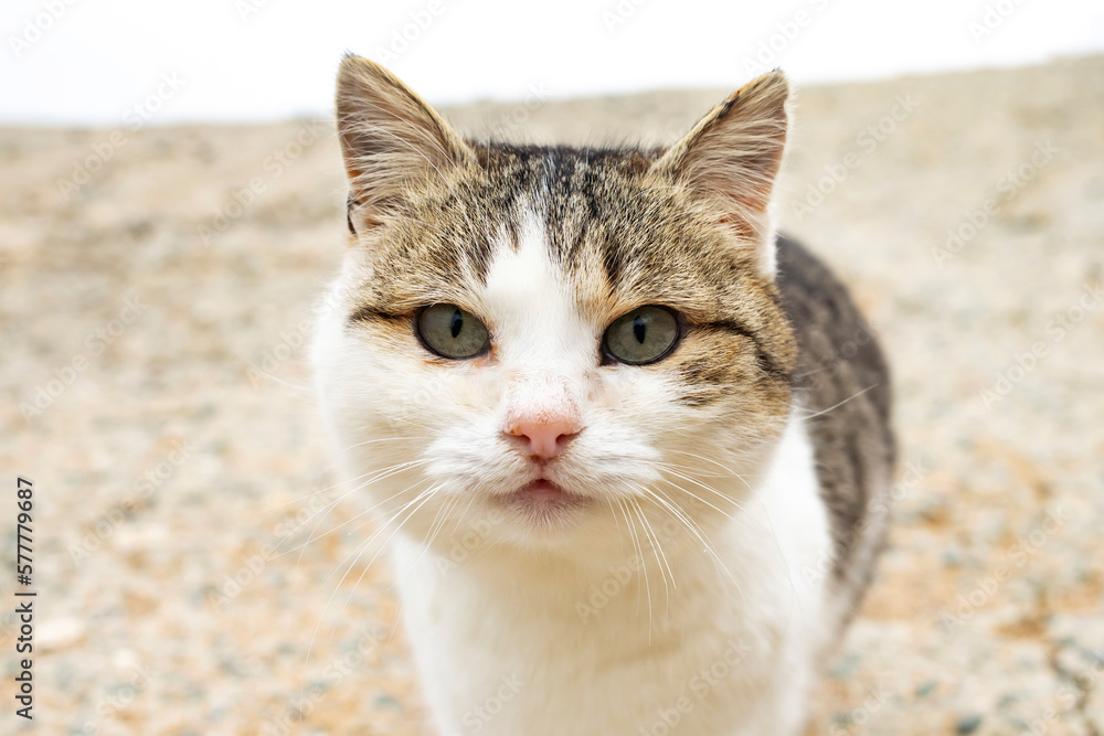 Portrait of a cat that walks outdoors.