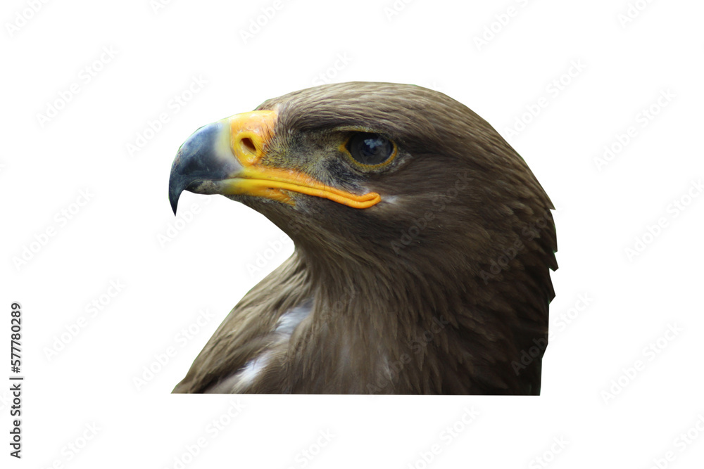 Obraz premium Golden eagle, Aquila chrysaetos, eagle on white background