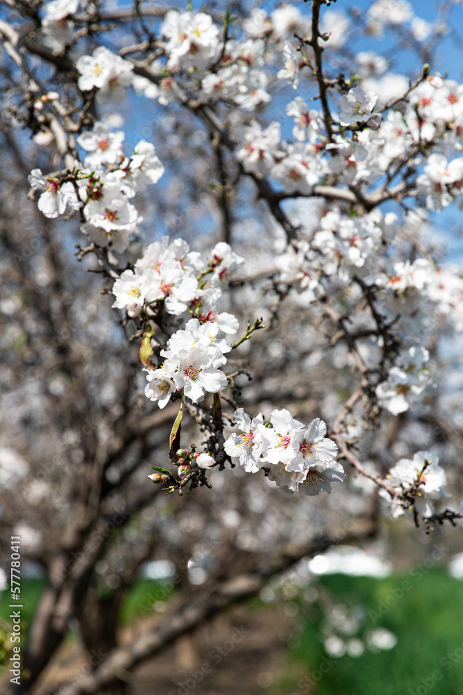 Blooming almond branch in the spring garden