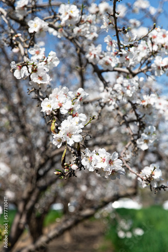 Blooming almond branch in the spring garden