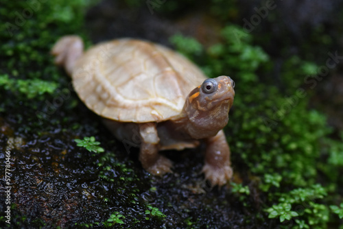 A Rare Albino Flat-backed turtle (Melanochelys trijuga)