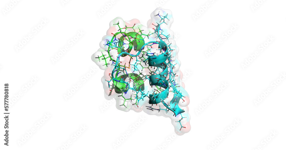 Insulin 3D protein molecule 