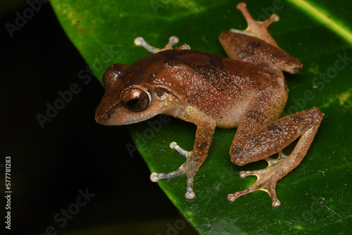 Schneider's shrub frog (Pseudophilautus schneideri)  Endemic to Sri Lanka photo