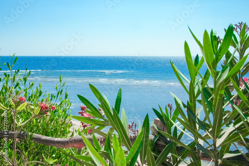 Beautifully stylish tropical landscape on the sea shore background