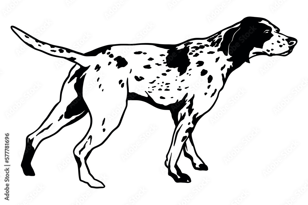 Pointing dog at hunting - vector illustration