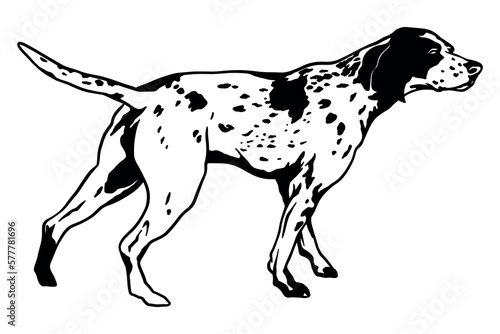 Pointing dog at hunting - vector illustration