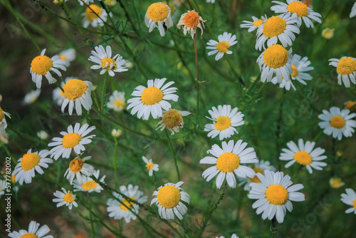 Flower of garden or medicinal chamomile Matricaria recutita . The concept of naturalness. Wallpaper, poster with a natural background. © Anatoliy
