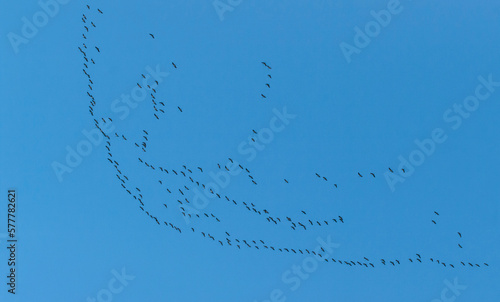 flock of cranes