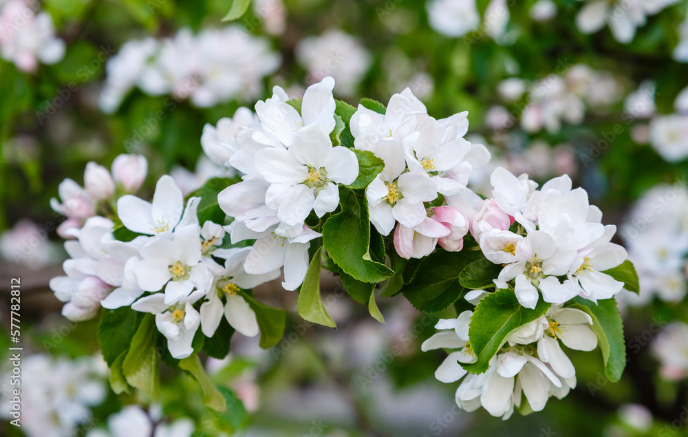 White Apple flowers on a branch in the spring garden. Apple blossom. Spring floral background White Apple flowers on a branch in the spring garden. Apple blossom. Spring floral background