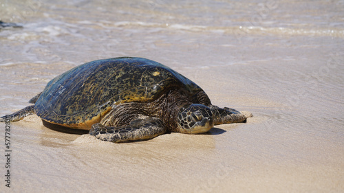 sea turtle on the beach