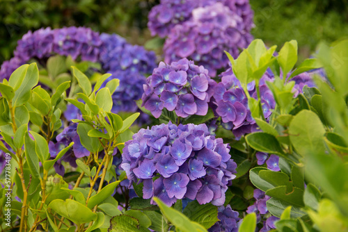 Hortensias bleus