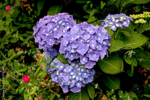 Hortensias bleus