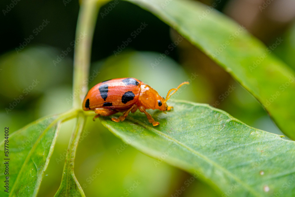 Obraz premium Coleomegilla maculata, commonly known as the spotted lady beetle, pink spotted lady beetle or twelve-spotted lady beetle