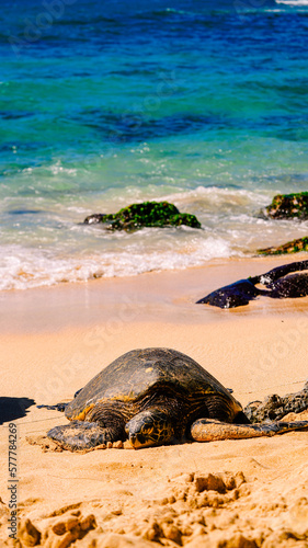 sea turtle on beach 
