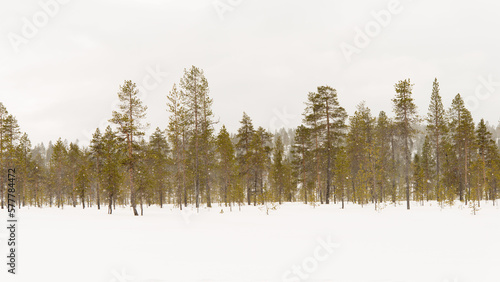 Wallpaper Mural Beautiful landscape snowing over a forest in Lapland Torontodigital.ca