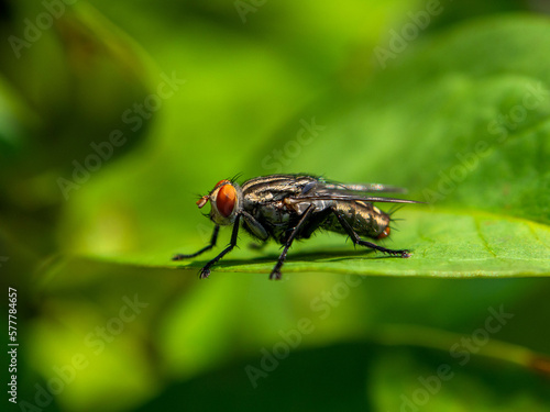 The housefly (Musca domestica) is a fly of the suborder Cyclorrhapha