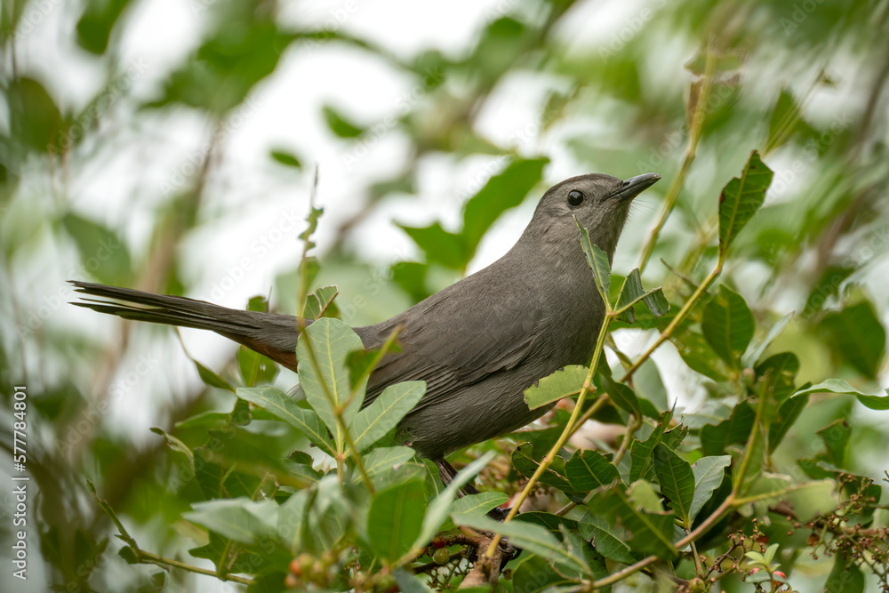 A Gray Catbird bird perched on a tree branch in summer Florida shrubs A Gray Catbird bird perched on a tree branch in summer Florida shrubs