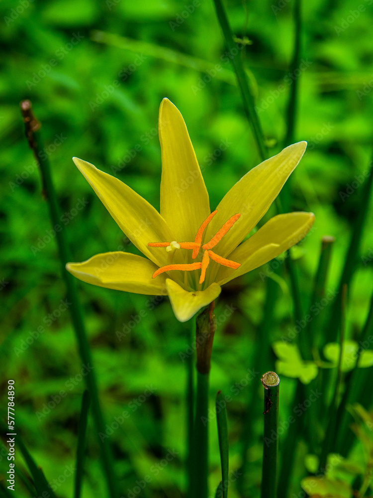 A wildflower (or wild flower) is a flower that grows in the wild, meaning it was not intentionally seeded or planted A wildflower (or wild flower) is a flower that grows in the wild, meaning it was not intentionally seeded or planted