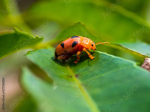 Coleomegilla maculata, commonly known as the spotted lady beetle, pink spotted lady beetle or twelve-spotted lady beetle © lessysebastian