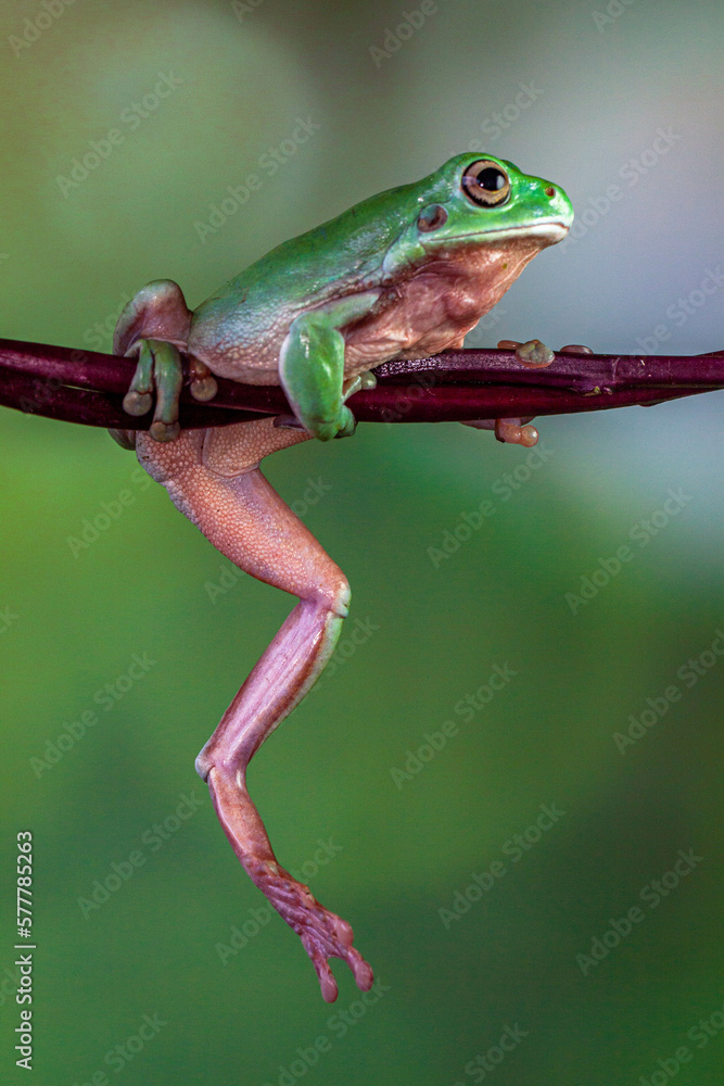 Fototapeta premium The Australian green tree frog (Ranoidea caerulea), also known as simply green tree frog in Australia, White's tree frog, or dumpy tree frog