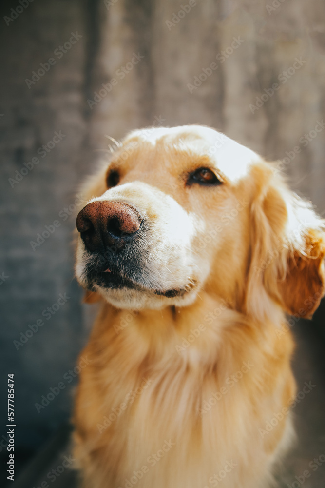 Portrait of golden retriever dog. Concept of pets, domestic animals and dogs.
