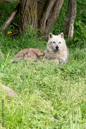 Female arctic wolf nursing her pups.