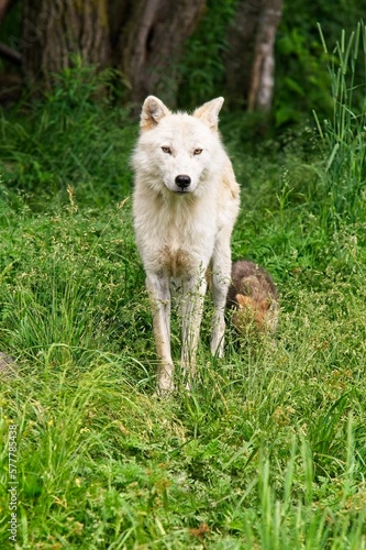 Arctic wolf pup following mom in the lush green grass.