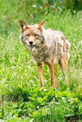 A Coyote standing in lush green grass.