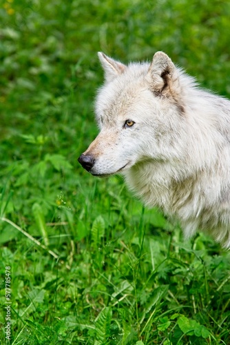 Profile photo of a beautiful Arctic wolf in the lush green grass.