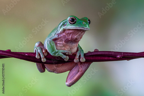 The Australian green tree frog (Ranoidea caerulea), also known as simply green tree frog in Australia, White's tree frog, or dumpy tree frog