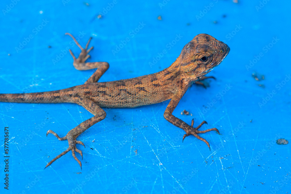 The oriental garden lizard, also called the eastern garden lizard