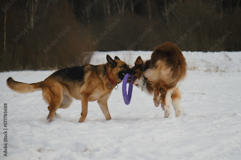 Concept pets have fun in nature without people. Two dogs best friends playing in winter snow park together. Australian and German Shepherd active and energetic dog breeds. Game tug of war. Concept pets have fun in nature without people. Two dogs best friends playing in winter snow park together. Australian and German Shepherd active and energetic dog breeds. Game tug of war.