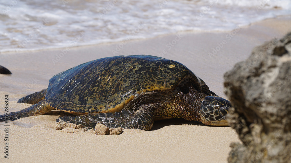 sea turtle on the sand in Hawaii
