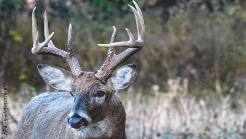 buck deer in the woods