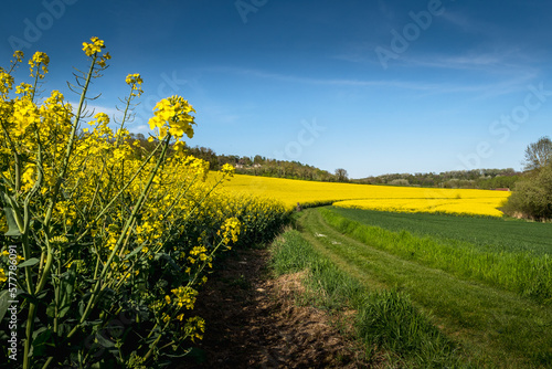 Champ de colza à la campagne au printemps avec un ciel bleu photo