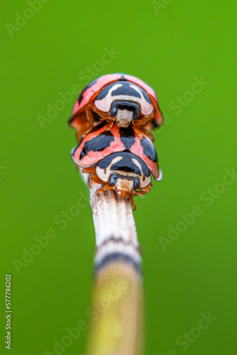 Six-spotted Zigzag Ladybird (Cheilomenes sexmaculata) photo