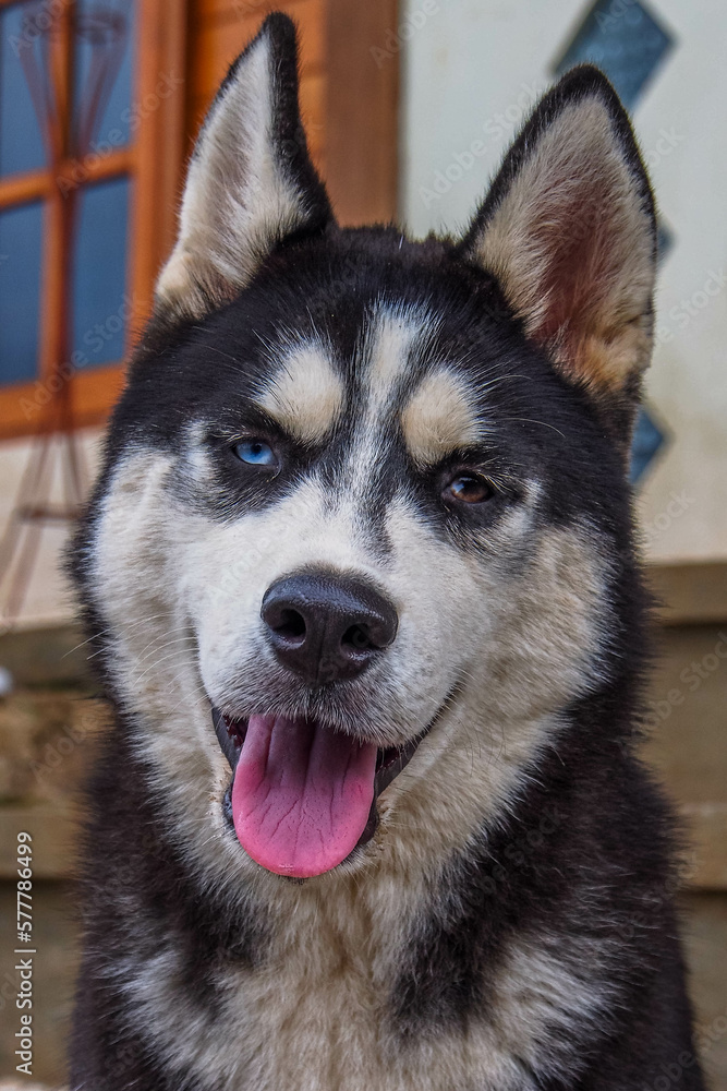 The Siberian Husky is a medium-sized working sled dog breed