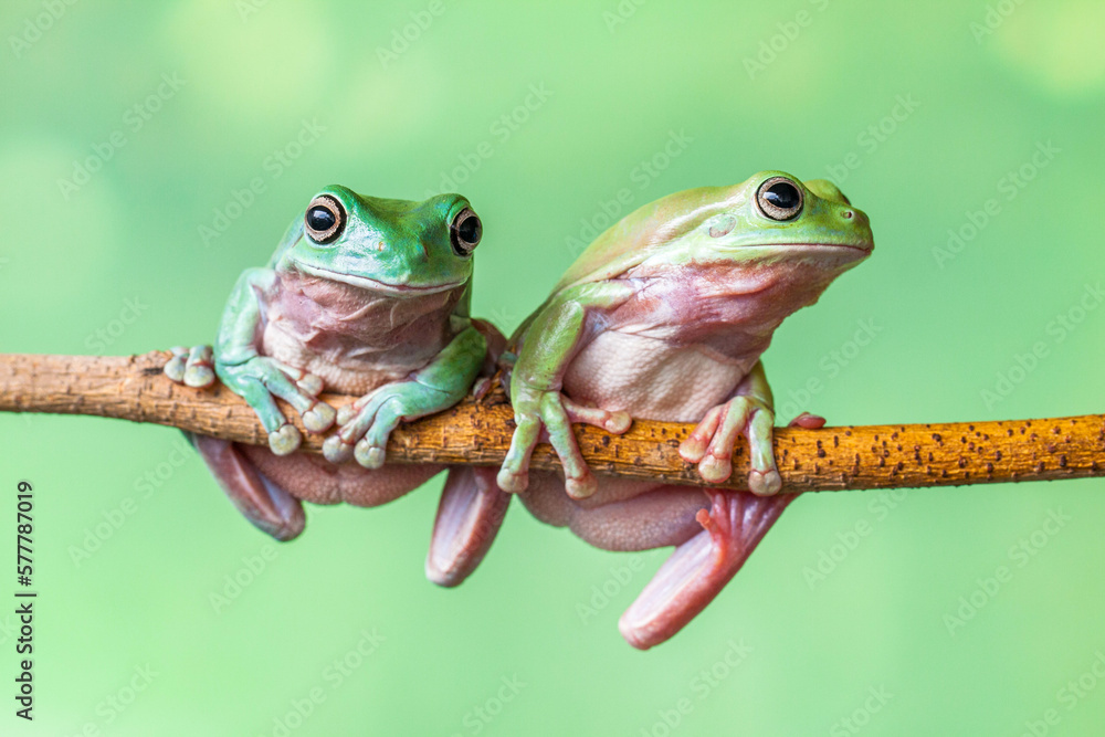 Naklejka premium The Australian green tree frog (Ranoidea caerulea), also known as simply green tree frog in Australia, White's tree frog, or dumpy tree frog