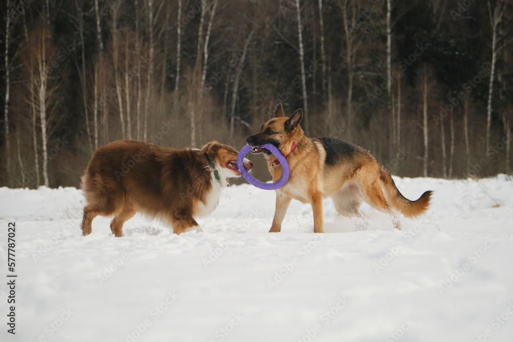 Concept pets have fun in nature without people. Two dogs best friends playing in winter snow park together. Australian and German Shepherd active and energetic dog breeds. Game tug of war.
