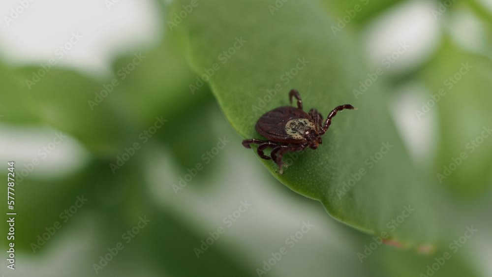 Infectious parasitic ixodid ticks insects on a green leaf. mite. Infectious parasitic ixodid ticks insects on a green leaf. mite.