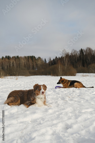 Fototapeta Naklejka Na Ścianę i Meble -  Australian and German Shepherd active and energetic dog breeds. Concept pets have fun in nature without people. Two dogs best friends lying and resting in winter snow park together.