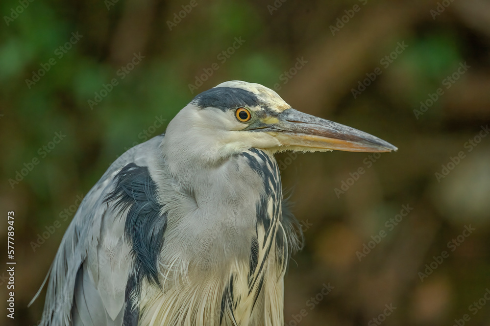 grey heron, portrait, close up, in the uk grey heron, portrait, close up, in the uk