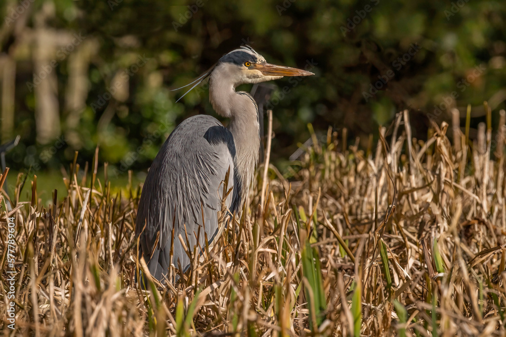grey heron, standing in the grass, close up, in the uk in winter grey heron, standing in the grass, close up, in the uk in winter