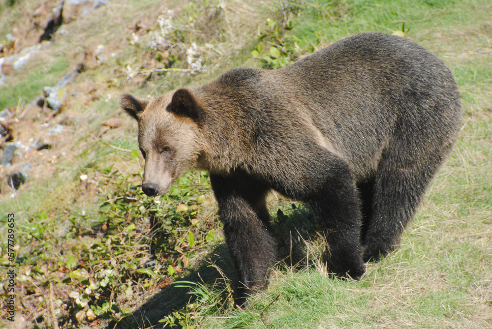 A large adult grizzly bear walks along a grassy ridge looking around for other bears A large adult grizzly bear walks along a grassy ridge looking around for other bears