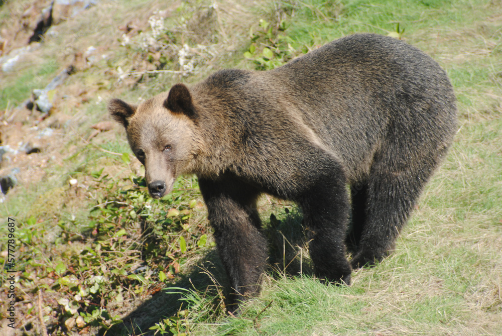 A large adult grizzly bear walks along a grassy ridge looking around for other bears A large adult grizzly bear walks along a grassy ridge looking around for other bears