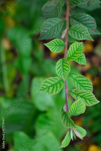 Green leaves, herbal nature background