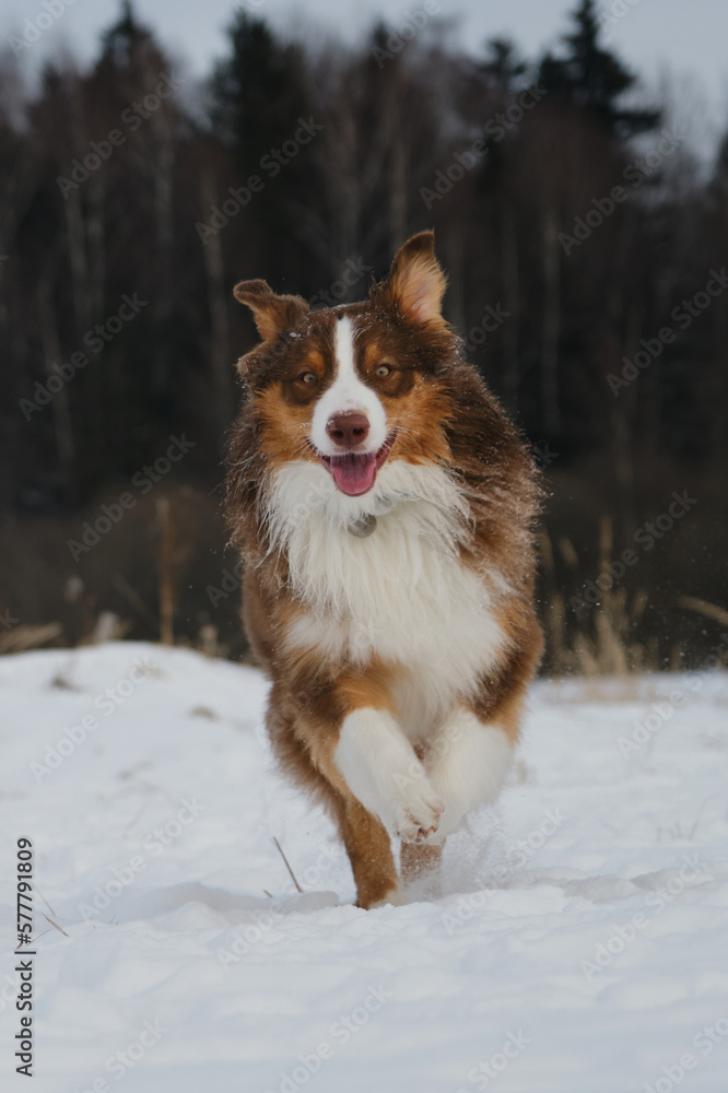 Concept of pet having fun in nature. Brown Australian Shepherd runs forward through snow in winter park and smiles with tongue sticking out. Active and energetic dog on walk. Beautiful phase movement. Concept of pet having fun in nature. Brown Australian Shepherd runs forward through snow in winter park and smiles with tongue sticking out. Active and energetic dog on walk. Beautiful phase movement.