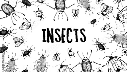 Insect illustration, drawing, engraving, ink, line art, vector