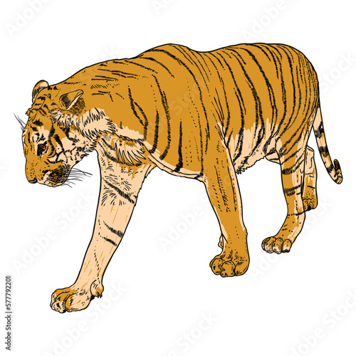 Tiger walking. Amur or Siberian tiger, big wild cat. Endangered animal from red book, hand drawn. Vector.