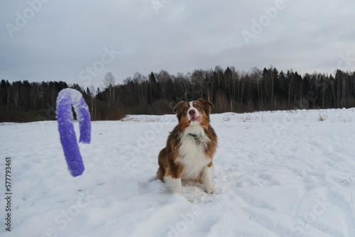 Fototapeta Naklejka Na Ścianę i Meble -  Concept pet having fun in nature. Brown Australian Shepherd sitting in winter snow park, sticking out tongue with pleasure and getting ready to catch flying toy. Creative portrait dog at wide angle.